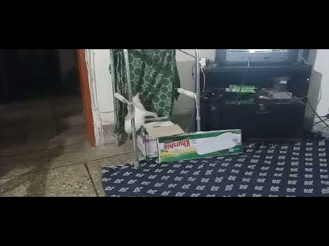 CAT'S LOVES FOR KHURSHID FAN April 26, 2022