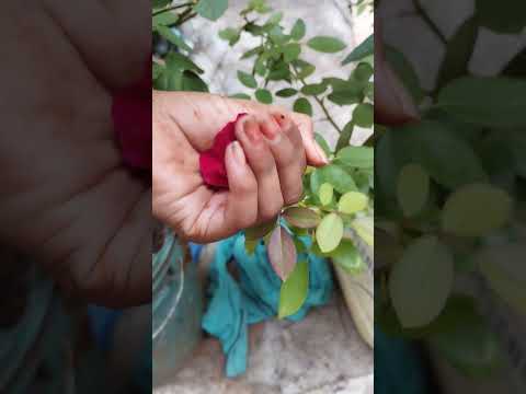 #my  favourite flower is rose🌹🌹🌹🌹🌹🌹🌹🌹🌹🌹🌹🌹🌹