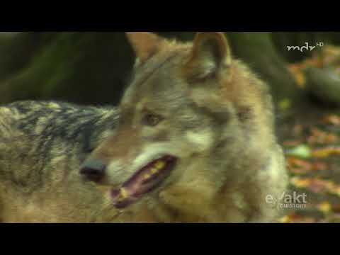 ✪ Schießen oder schützen? -  Die Wölfe kehren zurück Doku 2017 NEU (HD)