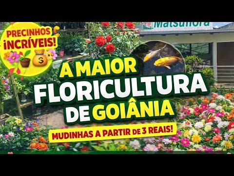 🌸🌿 A MAIOR FLORICULTURA DE GOIÂNIA 🌿🌸✨ Matsoflora | Flores, Folhagens e Precinhos Maravilhosos ✨