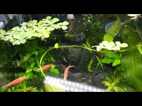 My LostWorld Nano tank. #lostworld #lostworldseries #TheCineScaper