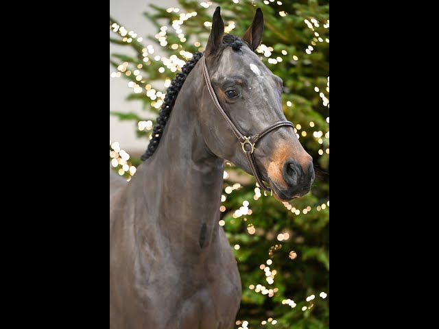 Thibajo vh Beeckhof Z - walk & 360