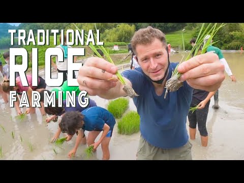 古代日本人如何種植水稻以及我們今天如何看待水稻 | 日本神戶 (How the Ancient Japanese planted rice- and how we can see it today | Kobe Japan)