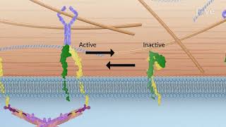 Integrins | Cell Bio | Video Textbooks - Preview