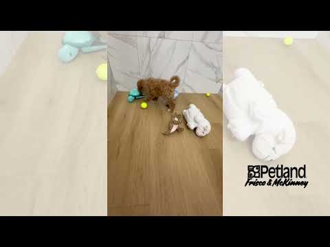 Goldendoodle Mini F1b - 40049 video preview