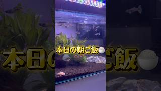 【アクアリウム】本日の朝ご飯タイム　白コリちゃんもみんな元気！！ #アクアリウム #funny #aquarium #shorts