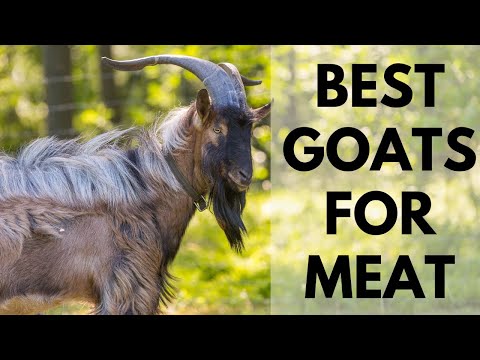 , title : 'Best Goats for Meat and profit'