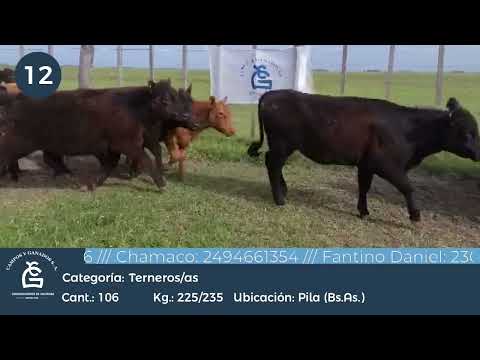 Lote Machos y Hembras - Pila Bs As