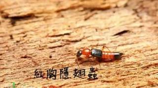 [問卦] 驚！中國人實測隱翅蟲在手臂上爆漿