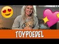 IK WIL EEN TOYPOEDEL! | DierenpraatTV