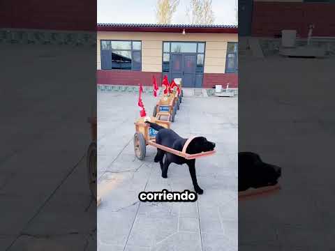 Voy Con Todas Mis Mascotas Al Trabajo 😂❤️