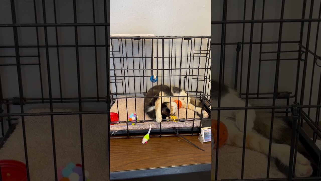 Enlarge Eva, a Adoptable Domestic Short Hair in Avon Park, FL video 4/6