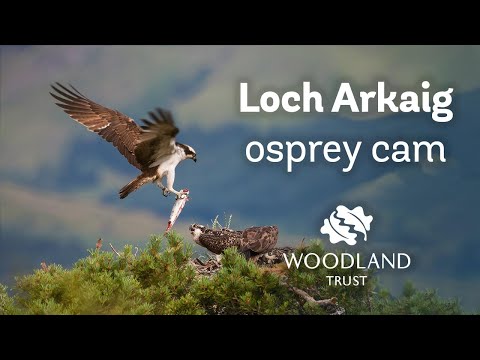 Arkaig osprey chick tries to feed itself without help from mum - Loch Arkaig Osprey Cam (2020)