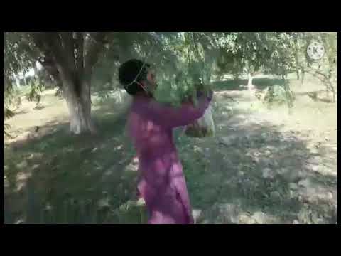 How to grow Amla tree|| Amla farming  in pakistan||sagheer vlogs7733