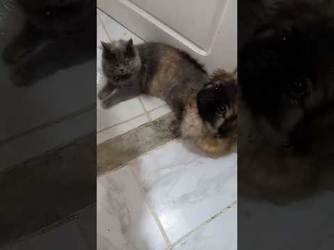 Who is ur fav ? luna or sezar ??🤔🥰 #youtubeshorts #cat #cute #lovely #kids #dog
