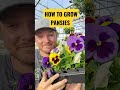 How to Grow Pansies ... #shorts