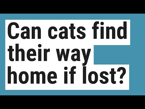 Can cats find their way home if lost?