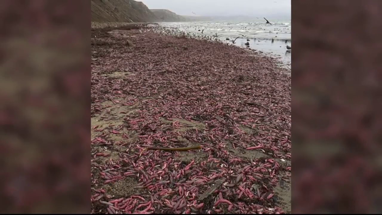 Video Extra: Thousands of sea worms wash up on beach