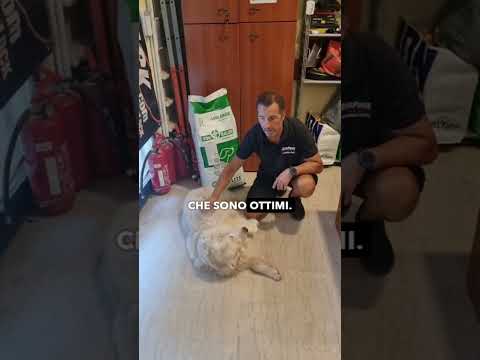 Cosa dar da mangiare ad un Golden Retriever per farlo restare in forma