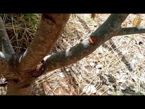 Mostrando as frutíferas e as frutas no sítio Jucás ceara 