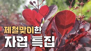 JB가든센터를 붉게~물들이게한 자엽 식물들 모음! 너무이쁘네요