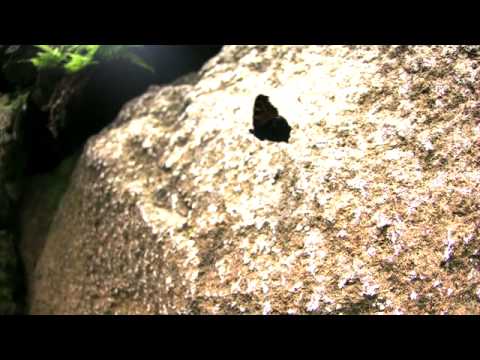 クジャクチョウの飛翔　高速度ビデオ