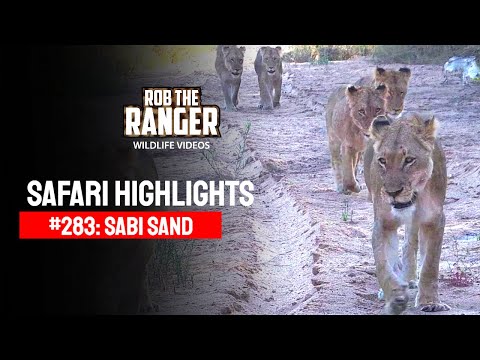 Safari Highlights #283: 21 - 25 July 2014 | Sabi Sand Nature Reserve | Latest #Wildlife Sightings