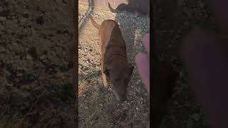 Video preview image #1 Chesapeake Bay Retriever Puppy For Sale in Boonton, NJ, USA