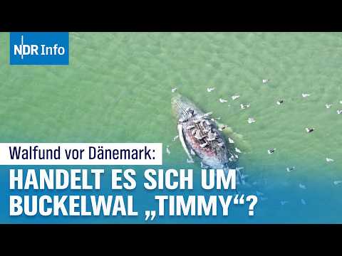 Video Thumbnail: Toter Wal vor Dänemark: Ist das wirklich Buckelwal Timmy? | NDR Info