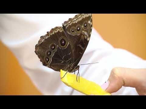 Выставка бабочек открылась в Гомеле видео