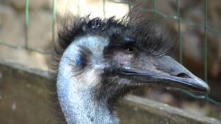 preview picture of video '[HD] - Emu (Dromaius novaehollandiae) - con aspecto triste. Krazyworld Algarve'