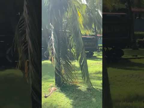 Video por el Batey Reforma Locomotoras antiguas en Caibarién provincia de Villa Clara en Cuba