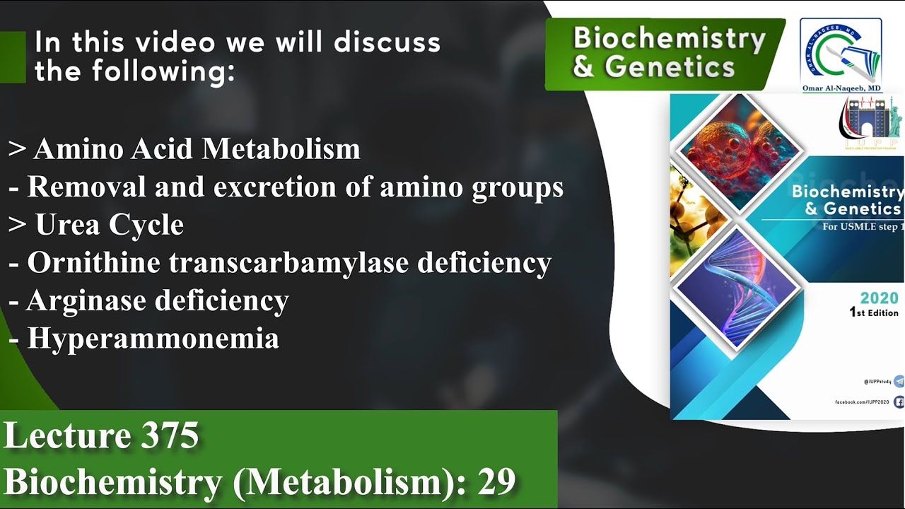 Amino Acid Metabolism | Urea Cycle | Ornithine transcarbamylase deficiency | Hyperammonemia