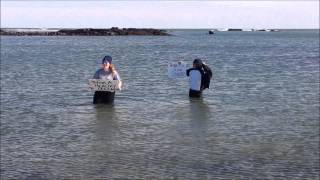 preview picture of video 'Plunging for Marine Life'