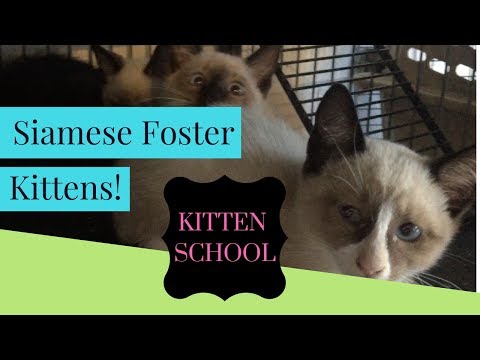 WHAT...A Farm with No Cats!!?? Also, New Siamese fosters Kittens!