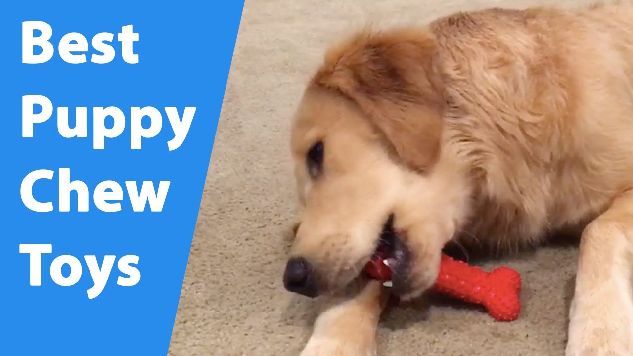 The 4 Types Of Dog Toys & How They Help With Training Golden Hearts