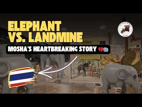 The Sad Story of Mosha 🐘 Thailand’s Elephant with a Prosthetic Leg