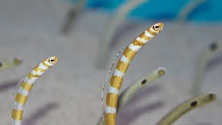 The Hidden Life of The Ocean Floor