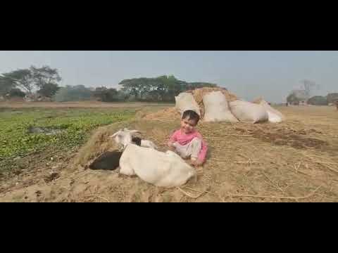 Insiya 's love for 🐐. #shortsvideo #viralvideo #kidsvideo #animal video#cutebaby