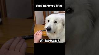言葉ではなく目で語る愛犬　#greatpyrenees #癒し #大型犬のいる生活 #大型犬 #大型犬と暮らす #グレートピレニーズ #犬のいる生活 #犬のいる暮らし #愛犬