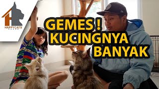 GEMES!!! MAIN AMA KUCING BANYAK BANGET