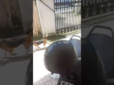 Beagle pet & Lock down/ pet lover