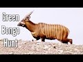 Hunting Antelope with a Tranquilizer Dart - Green Bongo Hunt