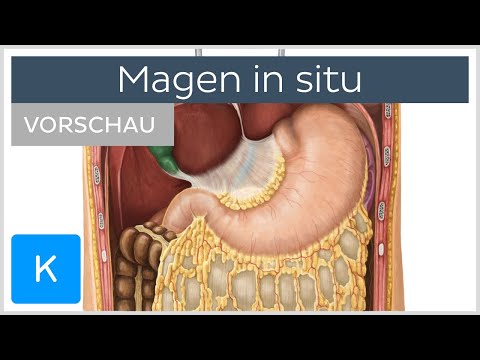 Magen in situ: Lage + Umgebung (Vorschau) - Anatomie des Menschen | Kenhub