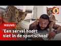 ILLEGALE HUISDIEREN populair door INFLUENCERS | Omroep Brabant