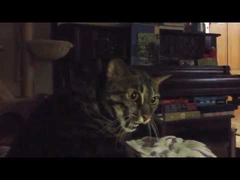 Zenith gives me ATTITUDE. :D