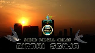 Download lagu SP. BIRAHI SENJA Suara Panggil Walet Paling Top mp3