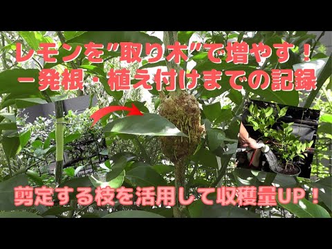 レモンの木の挿し木を水の中で増やす方法 ジャガイモ