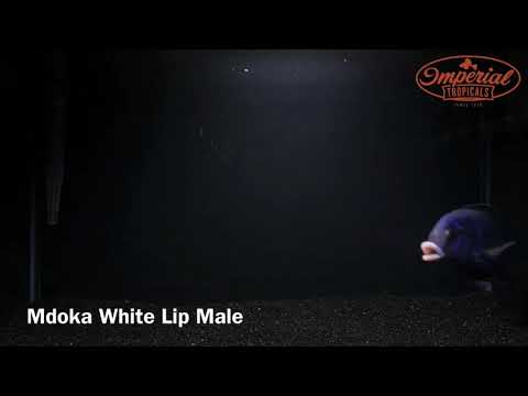 Dominant Male Mdoka White Lip (WYSIWYG)