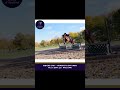 Caballo castrado Pura Sangre En venta 2017 Bayo